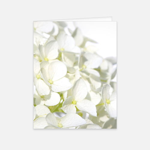  Lortye Rouw Gedachtenisprentjes Hortensia Wit